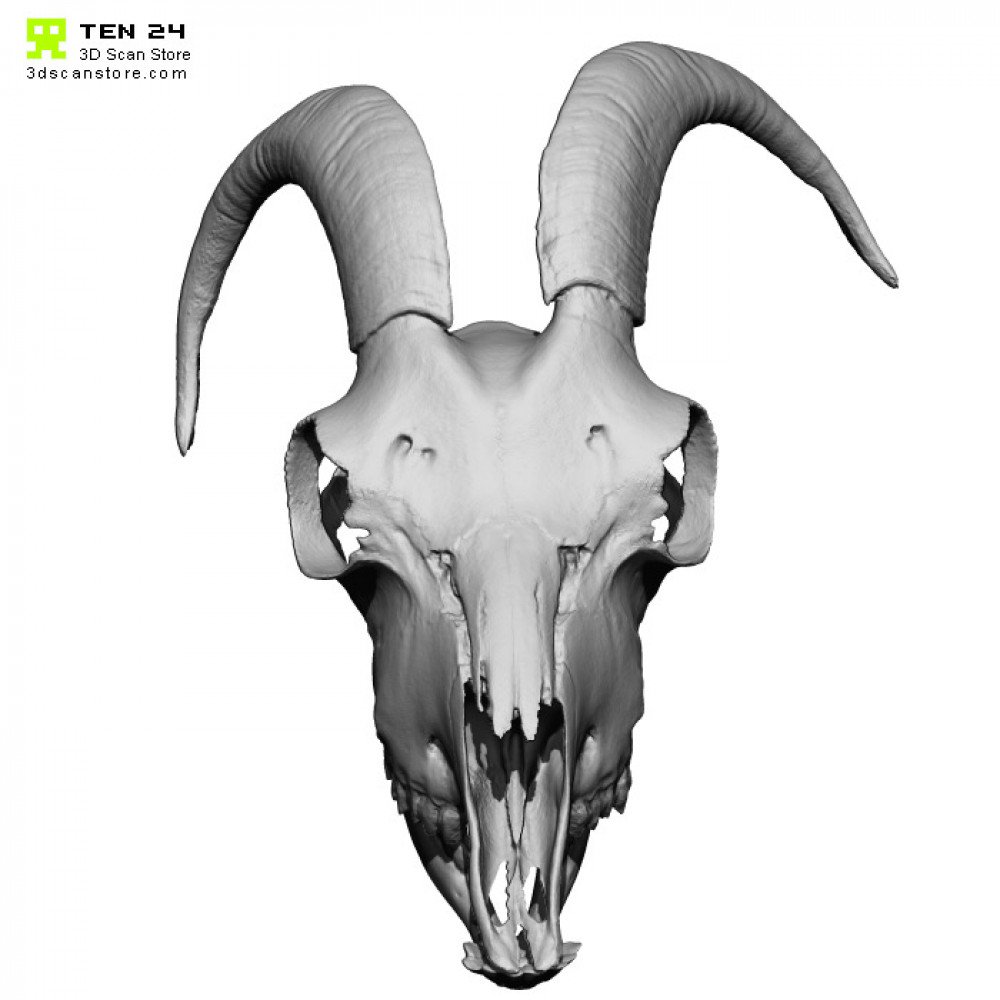 Goat Skull